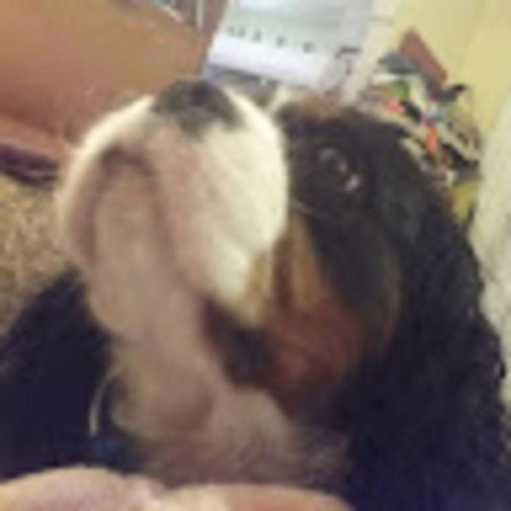 Meet your Posher, Callie